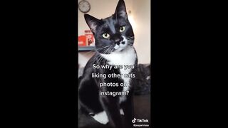 BEST ANIMAL'S TIKTOK ! #1