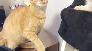 Animal 13