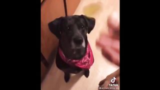 BEST ANIMAL'S TIKTOK ! #2