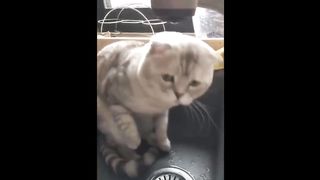 Funny Animals Videos - Funniest Cats And Dogs Video Compilation 2