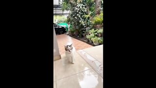 BEST ANIMAL'S TIKTOK ! #3