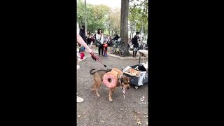 BEST ANIMAL'S TIKTOK ! #5