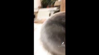 BEST ANIMAL'S TIKTOK ! #6