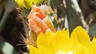 Le cactus