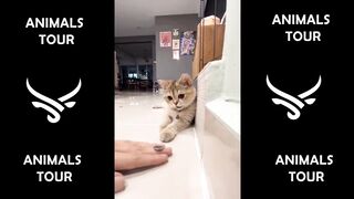 Funny animals - Funny cats _ dogs - Funny animal videos 3