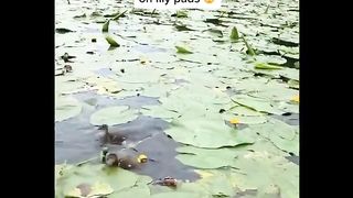 Baby animals - Cute and Funny funny animals compilation