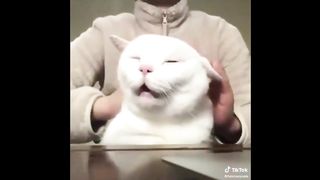 BEST ANIMAL'S TIKTOK ! #7