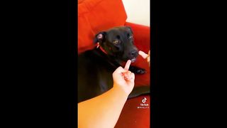 BEST ANIMAL'S TIKTOK ! #8