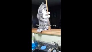 BEST ANIMAL'S TIKTOK ! #9