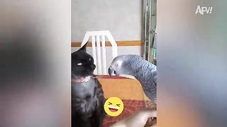 Back Away From The Cat! - Funny Pet Videos.