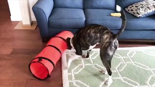 Funniest Animals ???? - Best Of The 2020 Funny Animal Videos ????