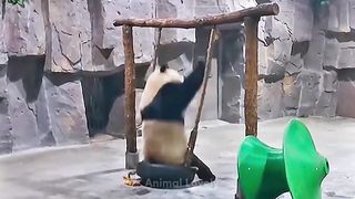Funny Animals - Funny Cats and Dogs - Funny Animal Videos