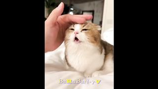 ???? Les plus beaux chatons du monde ! ???? Vidéos de chats et chatons rigolos pour la bonne humeur ! ????