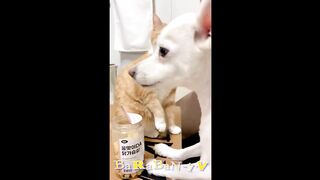 ???? Oups ! Nous nous sommes fait prendre ! ???? Vidéos de chats et chiens drôles ! ????