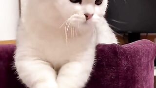funny animal behavior makes laugh stomach ache