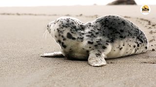 cute baby animals #3