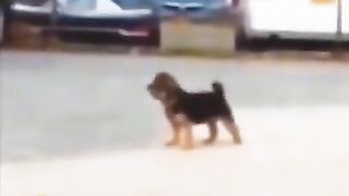 Funny puppy 2