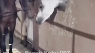 Funny vidéo 6