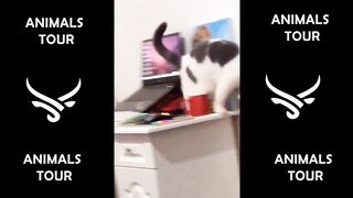 Funny animal, ???????????? cat and dog funny video