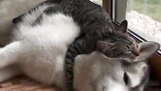 Cat and dog video. 2
