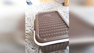 cat videos funny cute baby animals dog