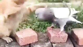 The cat is playing with the pigeon.
