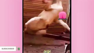Cute And Funny Cat Dog Video Viral
