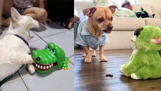 Baby Dogs - Cute and Funny Dog Videos Compilation #14 | Aww Animals