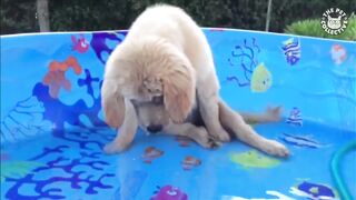 Funniest Confused Pets Compilation | Funny Pet Videos 2