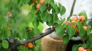 Viral Beautiful Nature with Rural Life the Apricost are very Fresh