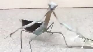 Dancing praying mantis.