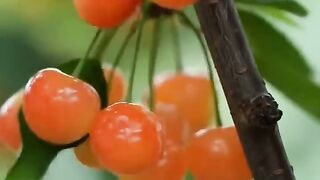 Viral Beautiful Nature with Rural Life Fruit for summer