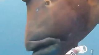 Huge fish and diver.