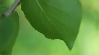 Viral Beautiful Nature with Rural Life Beautiful apricot farm