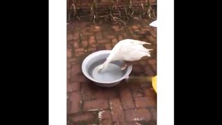 Compilation vidéos drôles (une minute) #11