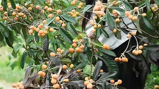 Viral Beautiful Nature with Rural Life Loquat so fresh and sweet