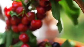 Viral Beautiful Nature with Rural Life Beautiful cherries add color to summer