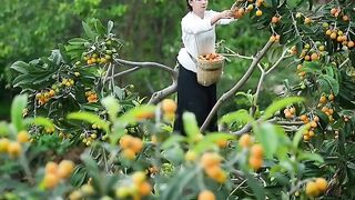 Viral Beautiful Nature with Rural Life loquat farm