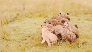 Lion pride comes to the aid of a lioness being attacked by a hyena