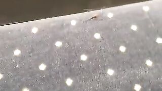 Araignée au cinéma