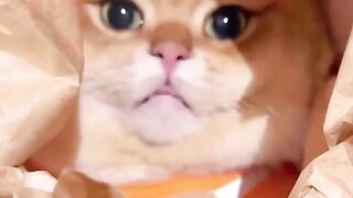 cute and funny cat 2
