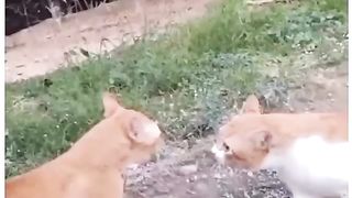 the fight is fierce and very tense, these two cats are cute