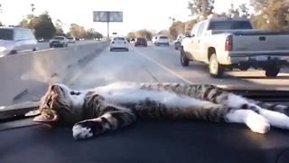 Funny Cats 10