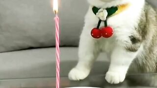 cute cat not fresh fish birthday present