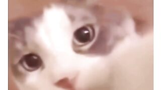 sweet kiss from beautiful cat