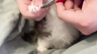 Cute cat ???? 3