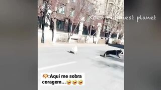 Funny Dogs And Cats Videos 2023 ???? - Best Funniest Animal Videos Of The Month ????????
