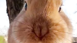 Funny animal. New Video,