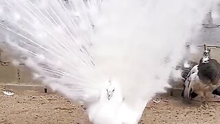 Sooo cute bird