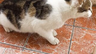 My cat 2